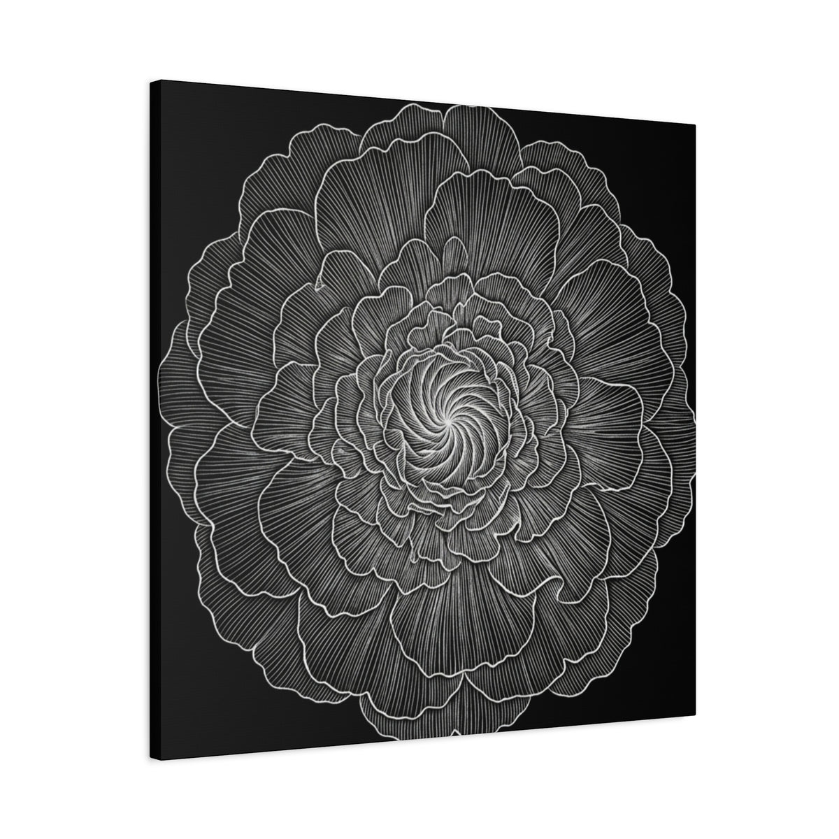 Camellia